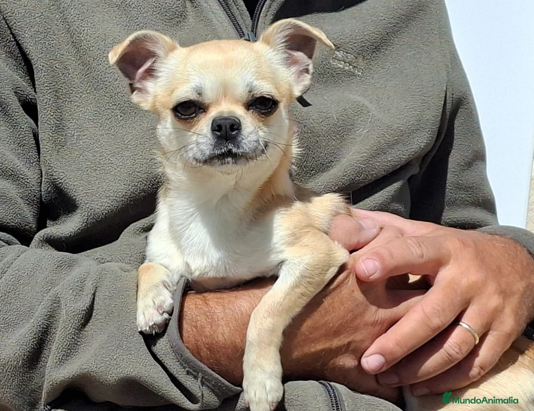 Chihuahua perros en venta: Chihuahua hembrita 1 año - Anuncio 2
