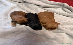 Shihpoo perros en venta: Preciosos ShihPoos de varios colores - Imagen 4