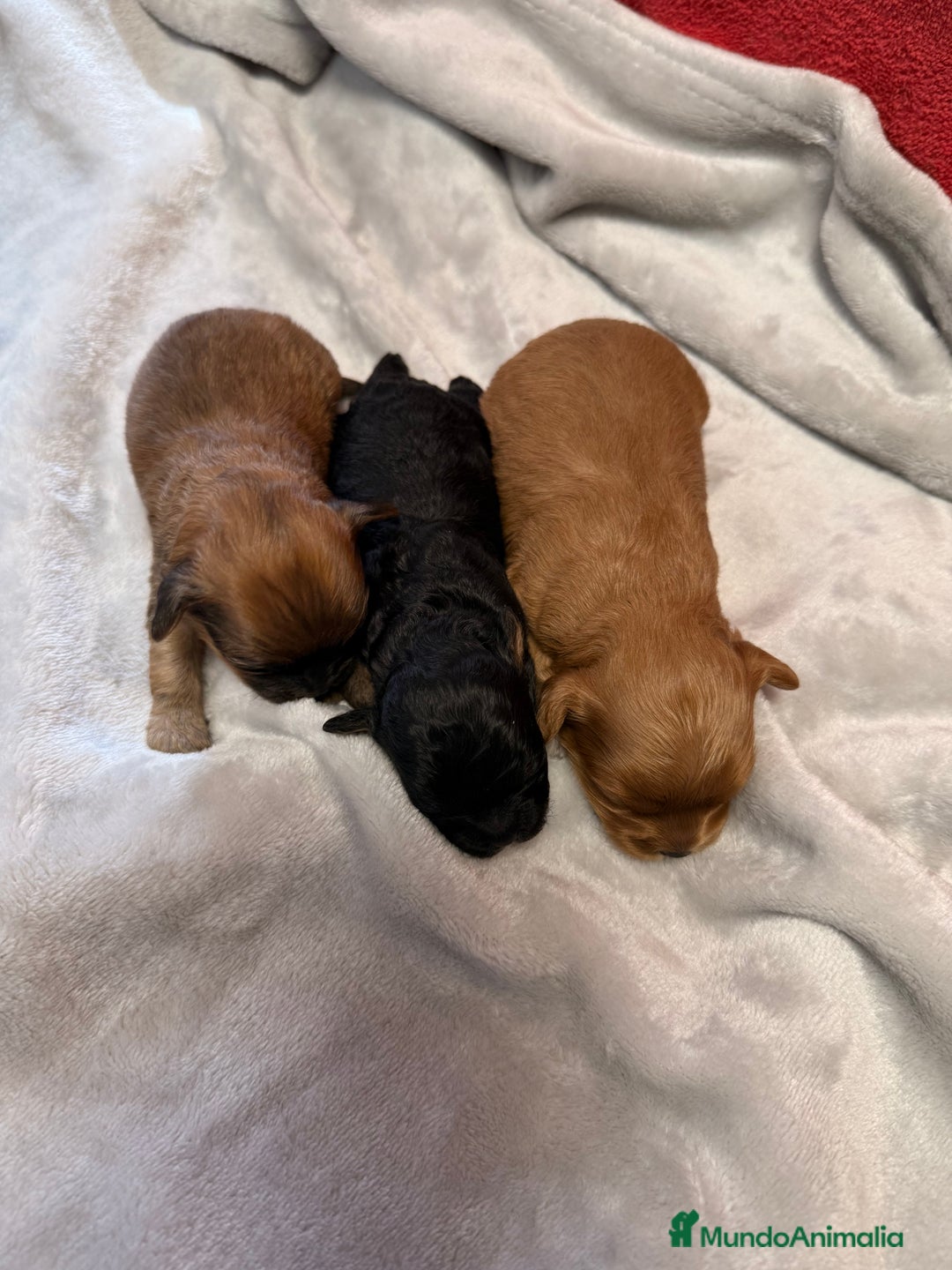Shihpoo perros en venta: Preciosos ShihPoos de varios colores - Imagen 4