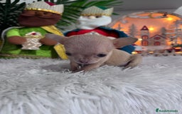 Chihuahua perros en venta: CHIHUAHUA HEMBRA - Anuncio 3