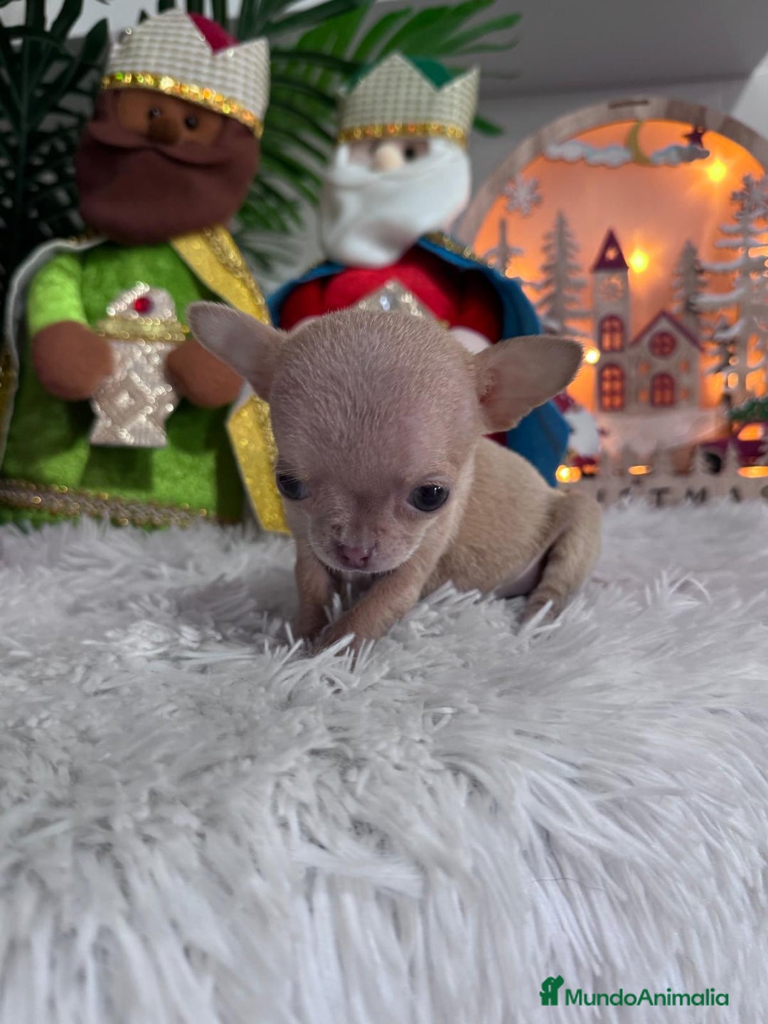 Chihuahua perros en venta: CHIHUAHUA HEMBRA - Anuncio 3