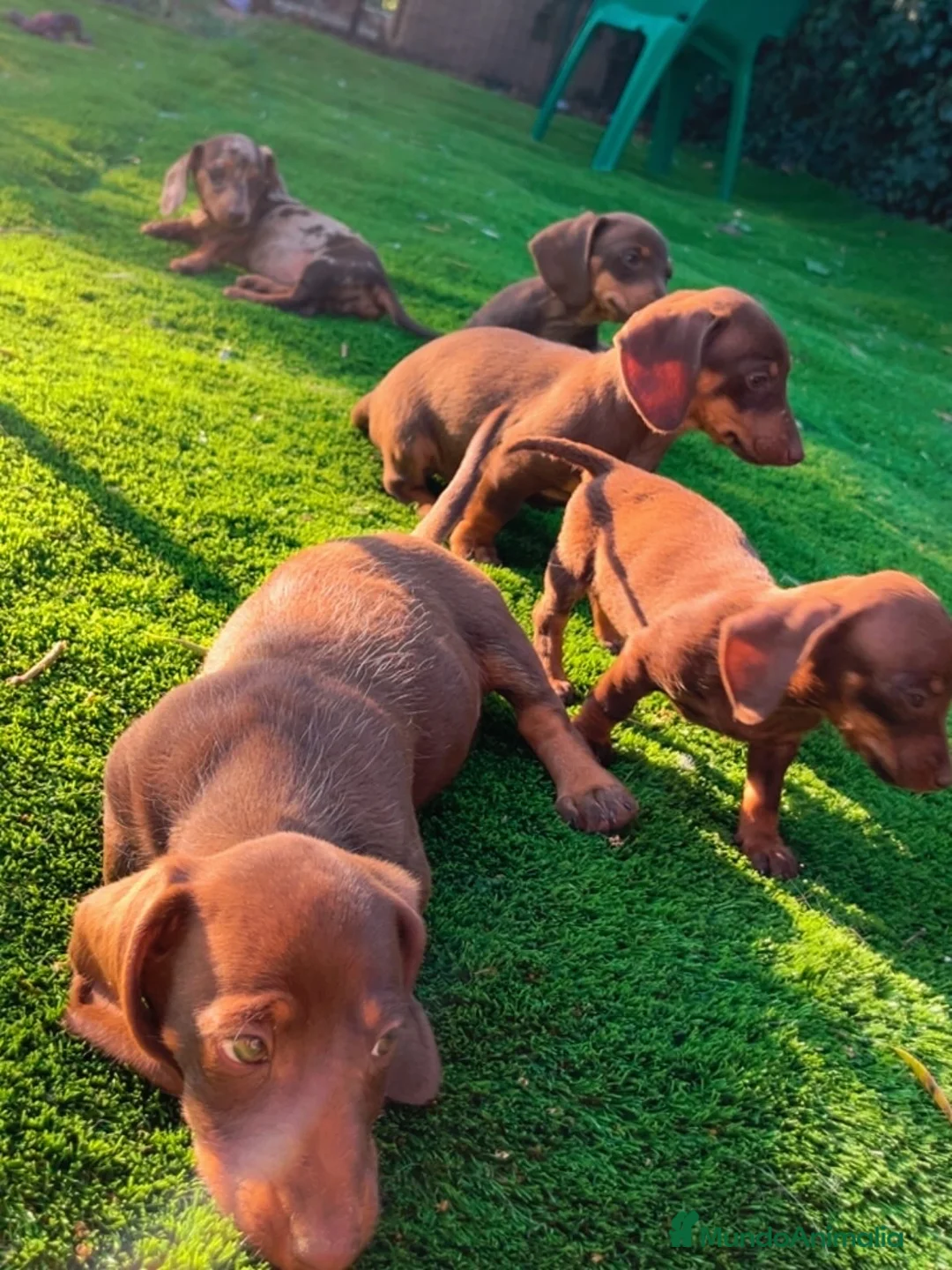 Teckel perros en venta: Baby Teckel en Tarragona  - Anuncio 1
