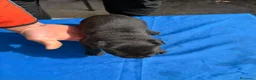 Cane Corso perros en venta: Cane corso  - Anuncio 20