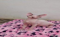 Sphynx gatos en venta: Machito  - Imagen 11