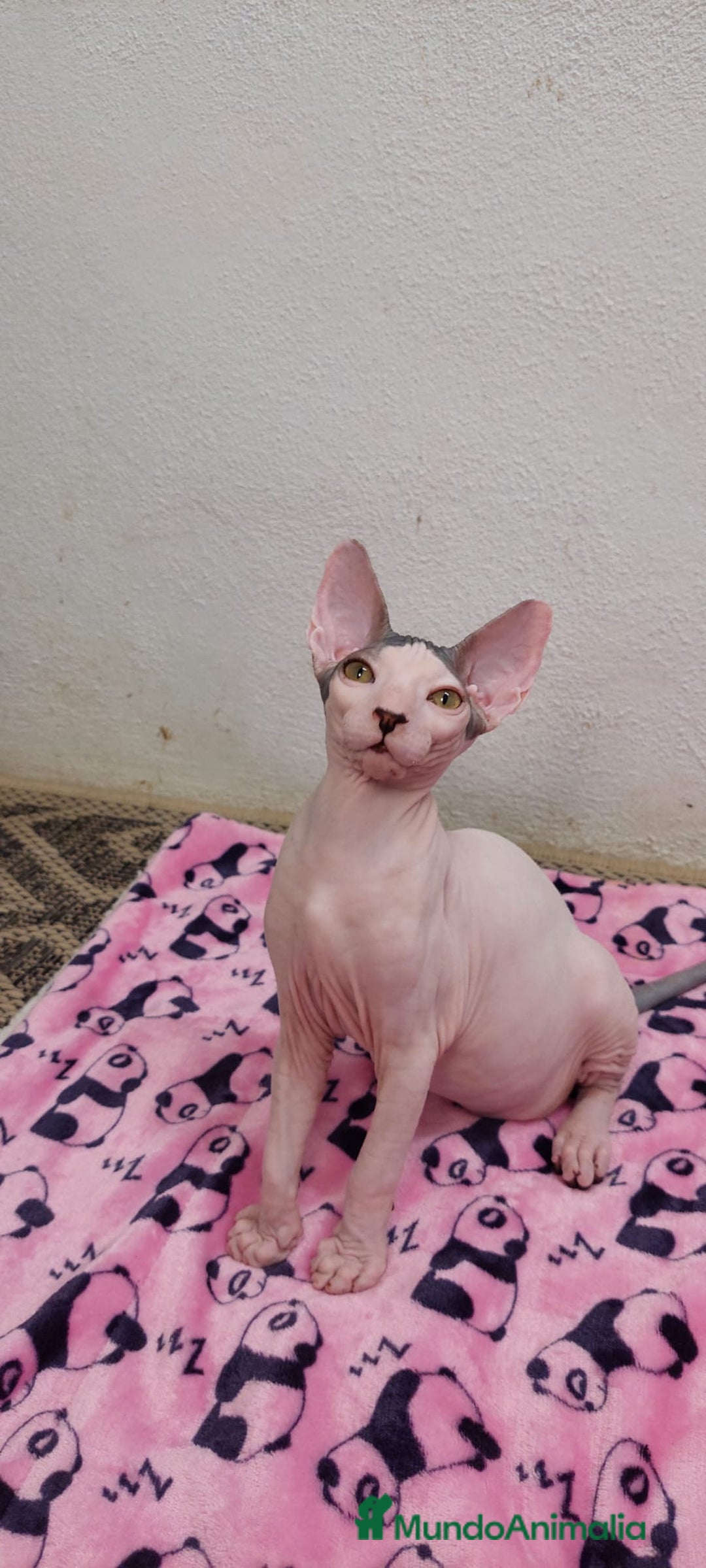 Sphynx gatos en venta: Machito  - Imagen 11