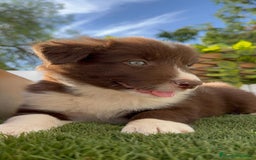 Border Collie perros en venta: BORDER COLLIE MACHO CHOCOLATE - Imagen 6