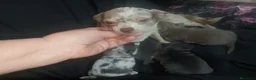Chihuahua perros en venta: chihuahua trimerle lilacchoco ojos azules - Anuncio 8