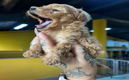 Caniche Toy perros en venta: Caniche Teacup  - Imagen 3