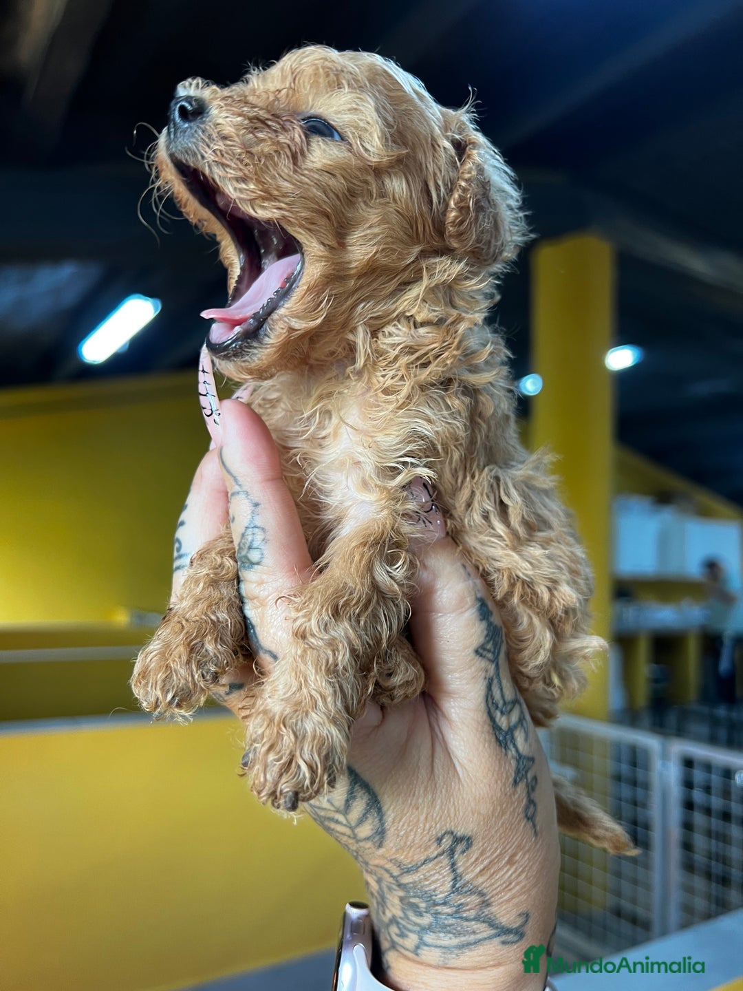 Caniche Toy perros en venta: Caniche Teacup  - Imagen 3