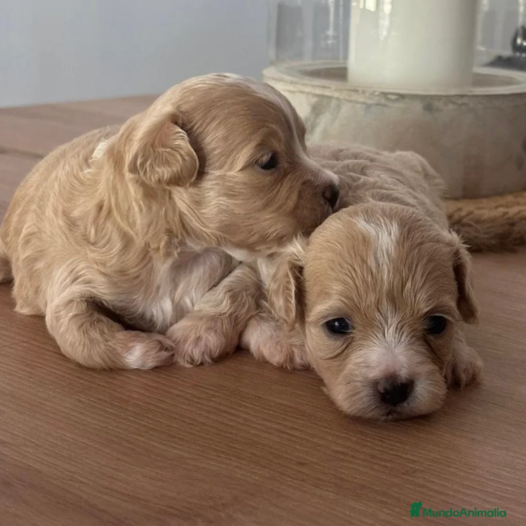 Maltipoo perros en venta: Maltipoo  - Anuncio 2