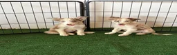 Border Collie perros en venta: Border collies  - Anuncio 6