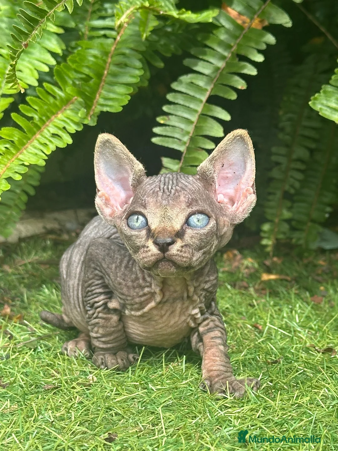 Sphynx gatos en venta: SPHYNX BLUE TABBY en Madrid - Anuncio 3
