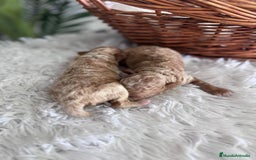Caniche Toy perros en venta: CANICHE TOY - Imagen 11
