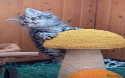Maine Coon gatos en venta: Maine coon - Imagen 3