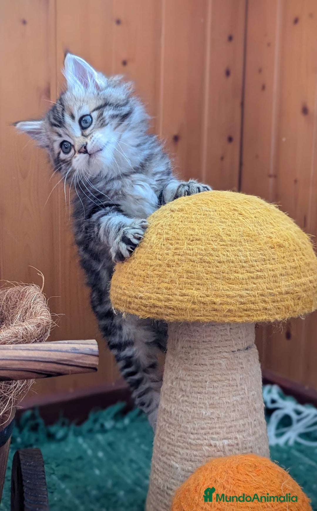 Maine Coon gatos en venta: Maine coon - Imagen 3
