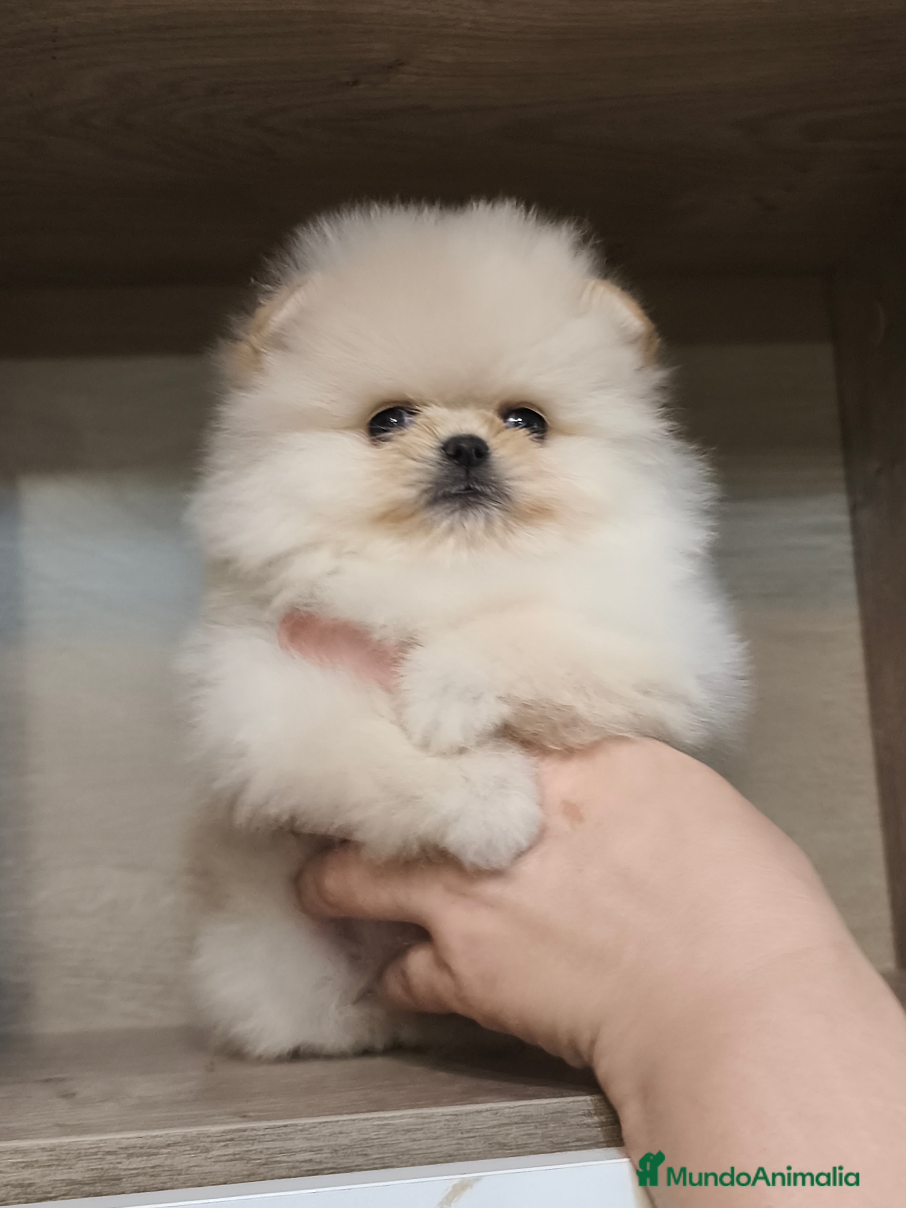 Pomerania perros Pomerania línea coreana y rusa MADRID  - Anuncio 1