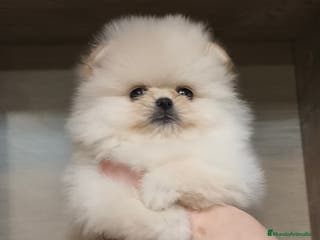 Pomerania perros Pomerania línea coreana y rusa MADRID - Anuncio 31