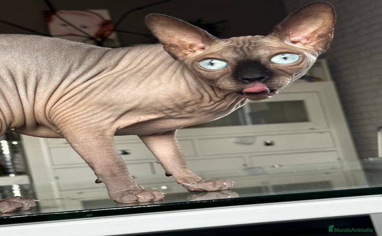 Sphynx gatos - Anuncio 2
