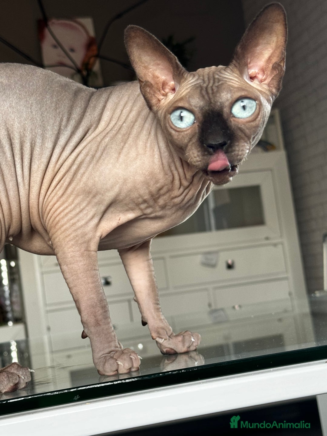 Sphynx gatos en venta: Camada sphynx - Imagen 1