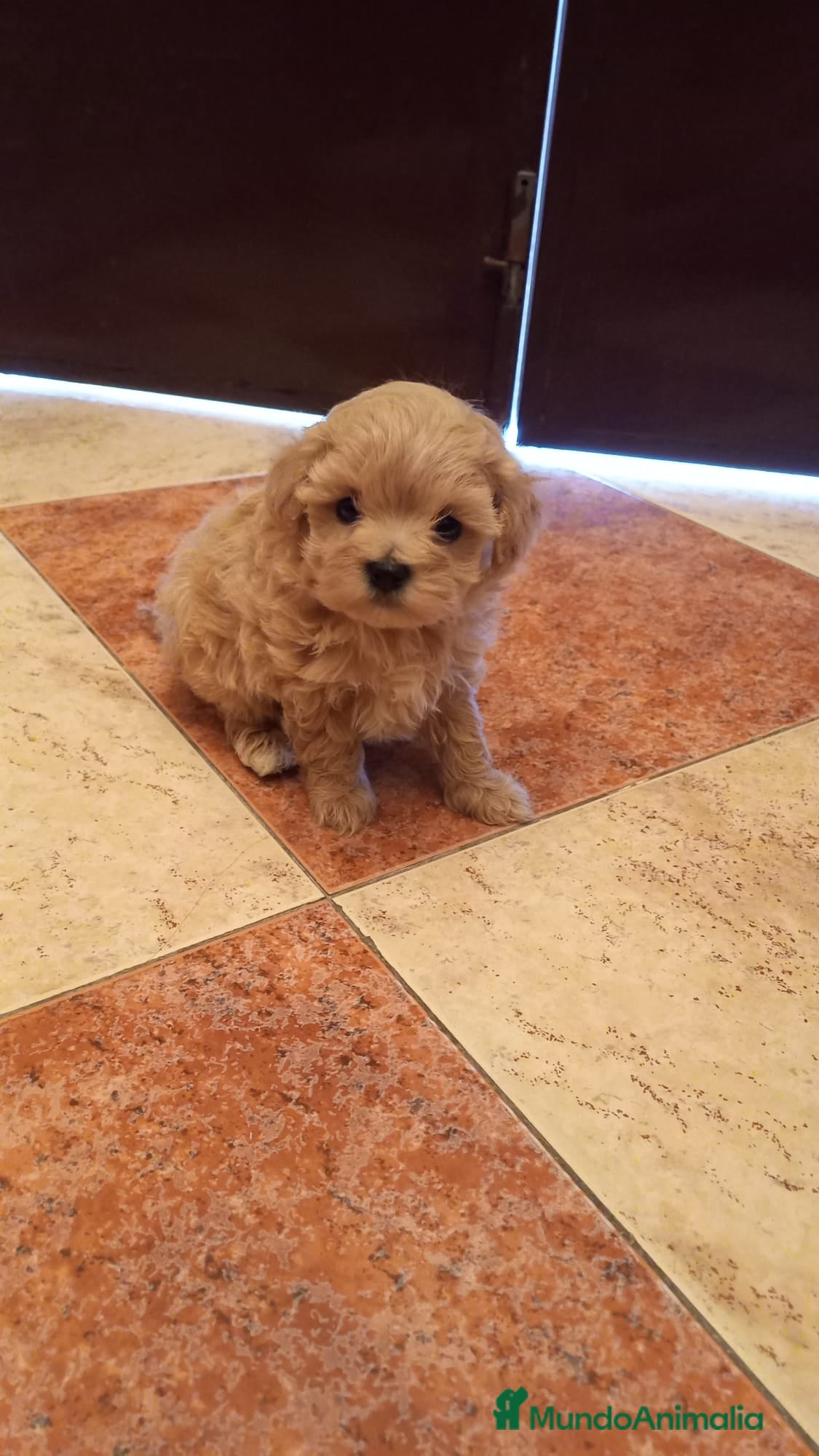 Caniche Toy Cachorro 4