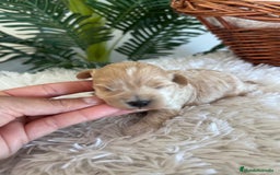 Maltipoo perros en venta: MALTIPOO MACHO - Anuncio 4