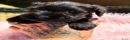 Schnauzer Miniatura perros en venta: SCHNAUZER MINIATURA NEGRO - Anuncio 7