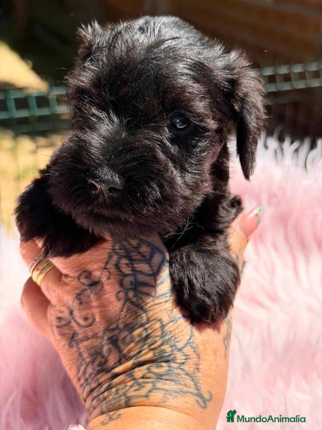 Schnauzer Miniatura perros en venta: SCHNAUZER MINIATURA NEGRO - Anuncio 7