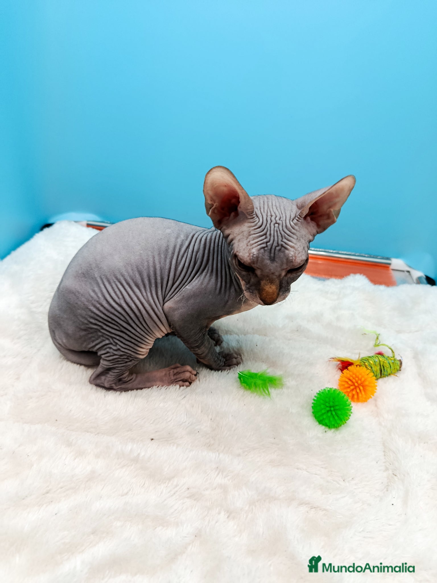 Sphynx gatos en venta: Parejita de Sphynx  - Anuncio 24