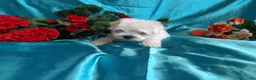 Bichón Maltés perros en venta: PRECIOSOS BICHON MALTES  LINEA TOY  - Anuncio 17