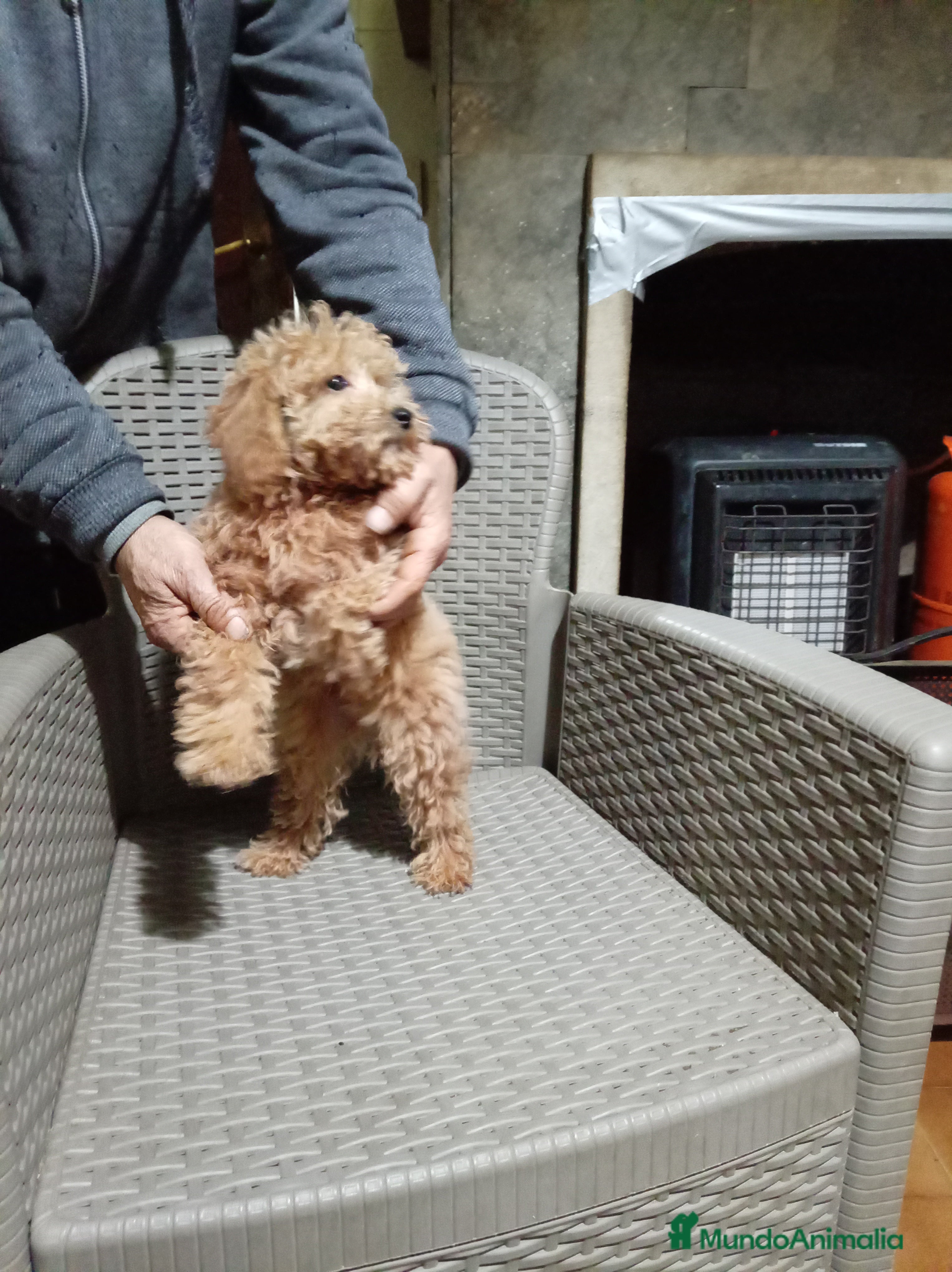 Caniche Toy perros Caniche  toy - Anuncio 32