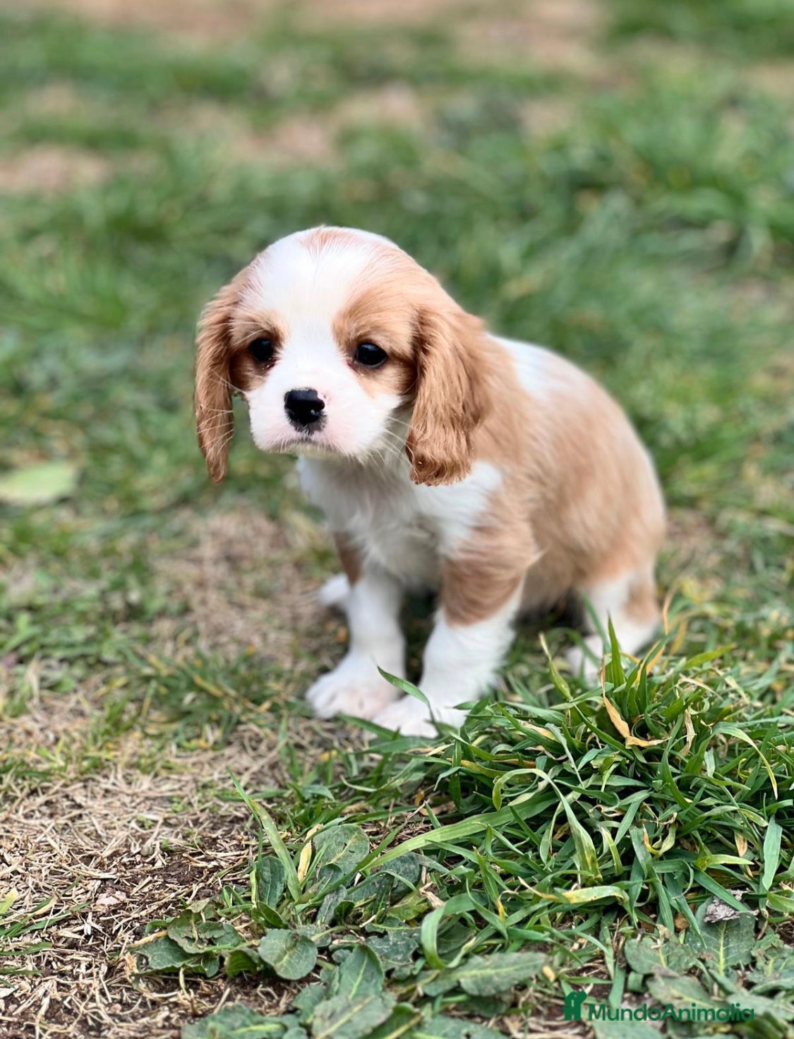Cavalier King Charles Spaniel perros CAVALIER BLENHEIN DISPONIBLES en Barcelona - Anuncio 2