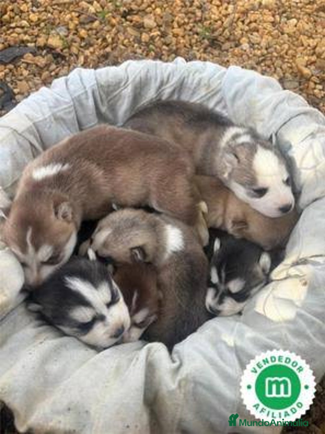 Husky Siberiano perros en venta: HUSKY SIBERIANO HEMBRA ARENA ♀️ - Anuncio 1