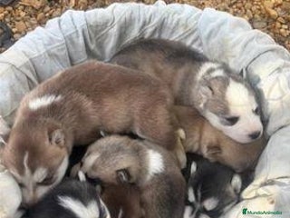 Husky Siberiano perros HUSKY SIBERIANO HEMBRA ARENA ♀️ - Anuncio 1