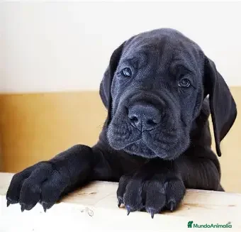 Dogo Alemán perros GRAN DANES, PRECIOSOS EJEMPLARES. - Anuncio 1