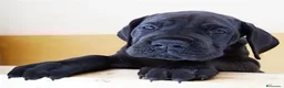 Dogo Alemán perros en venta: GRAN DANES, PRECIOSOS EJEMPLARES. - Anuncio 1