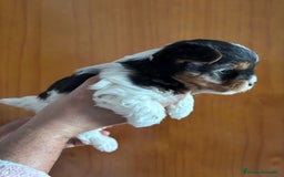 Biewer Yorkshire Terrier a la Pom Pon perros en venta: YORKSHIRE BIEWER - Anuncio 2