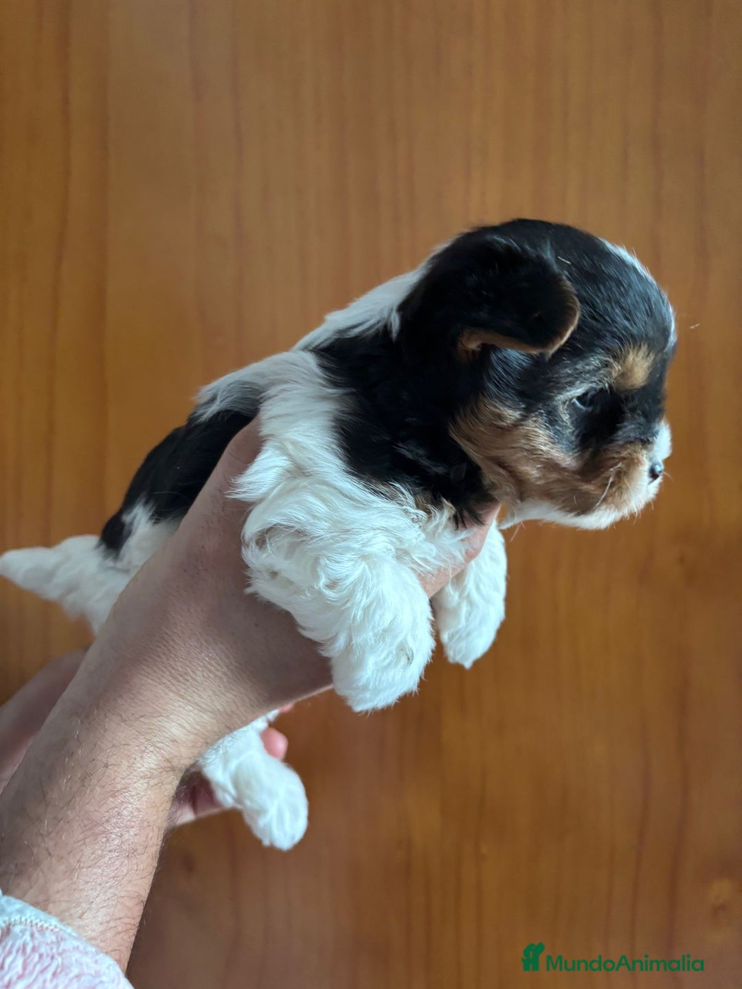 Biewer Yorkshire Terrier a la Pom Pon perros en venta: YORKSHIRE BIEWER - Anuncio 2