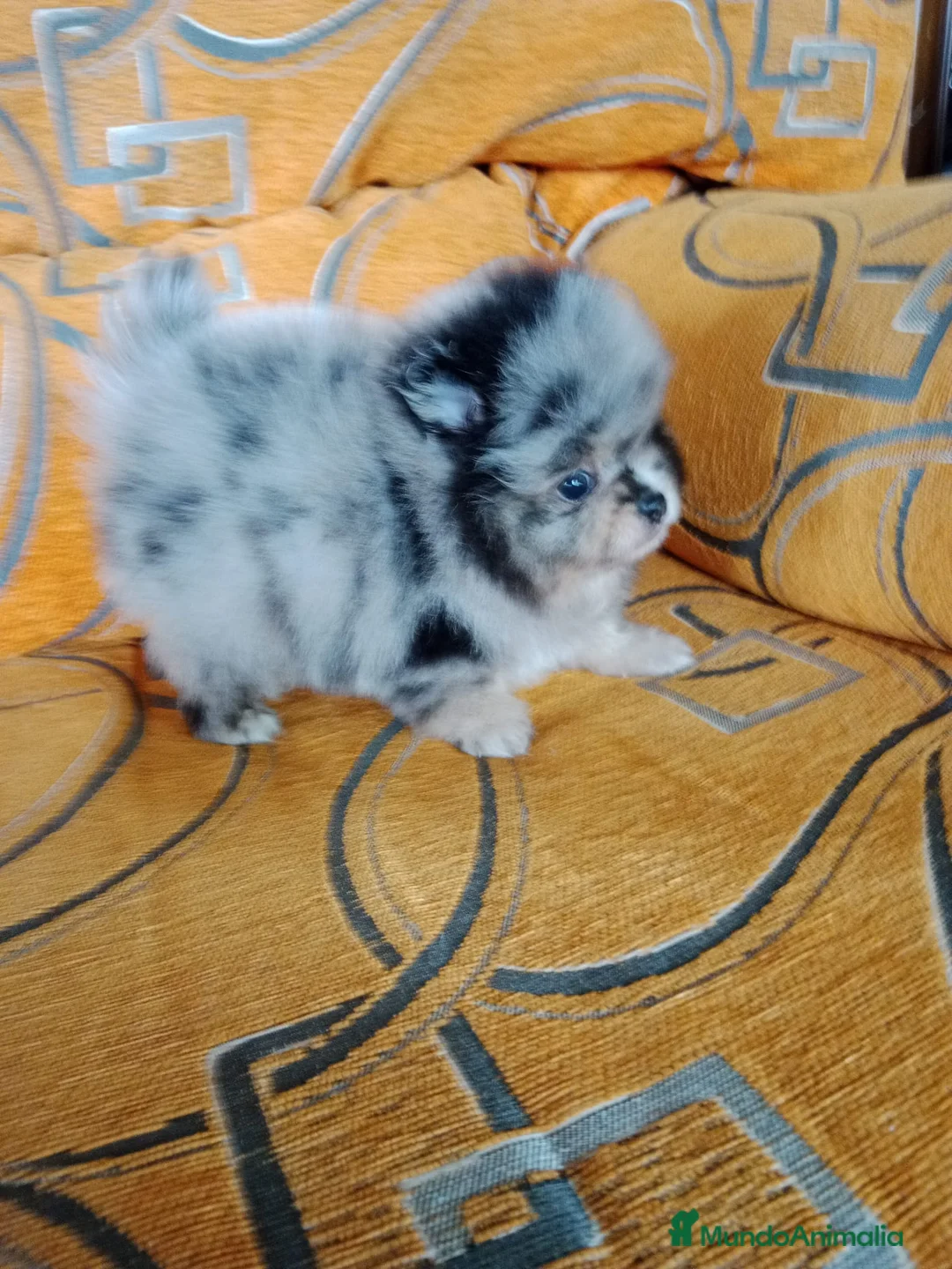 Pomerania perros en venta: Lulú de pomerania en venta - Anuncio 1
