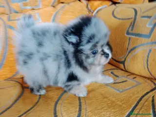 Pomerania perros Lulú de pomerania en venta - Anuncio 2