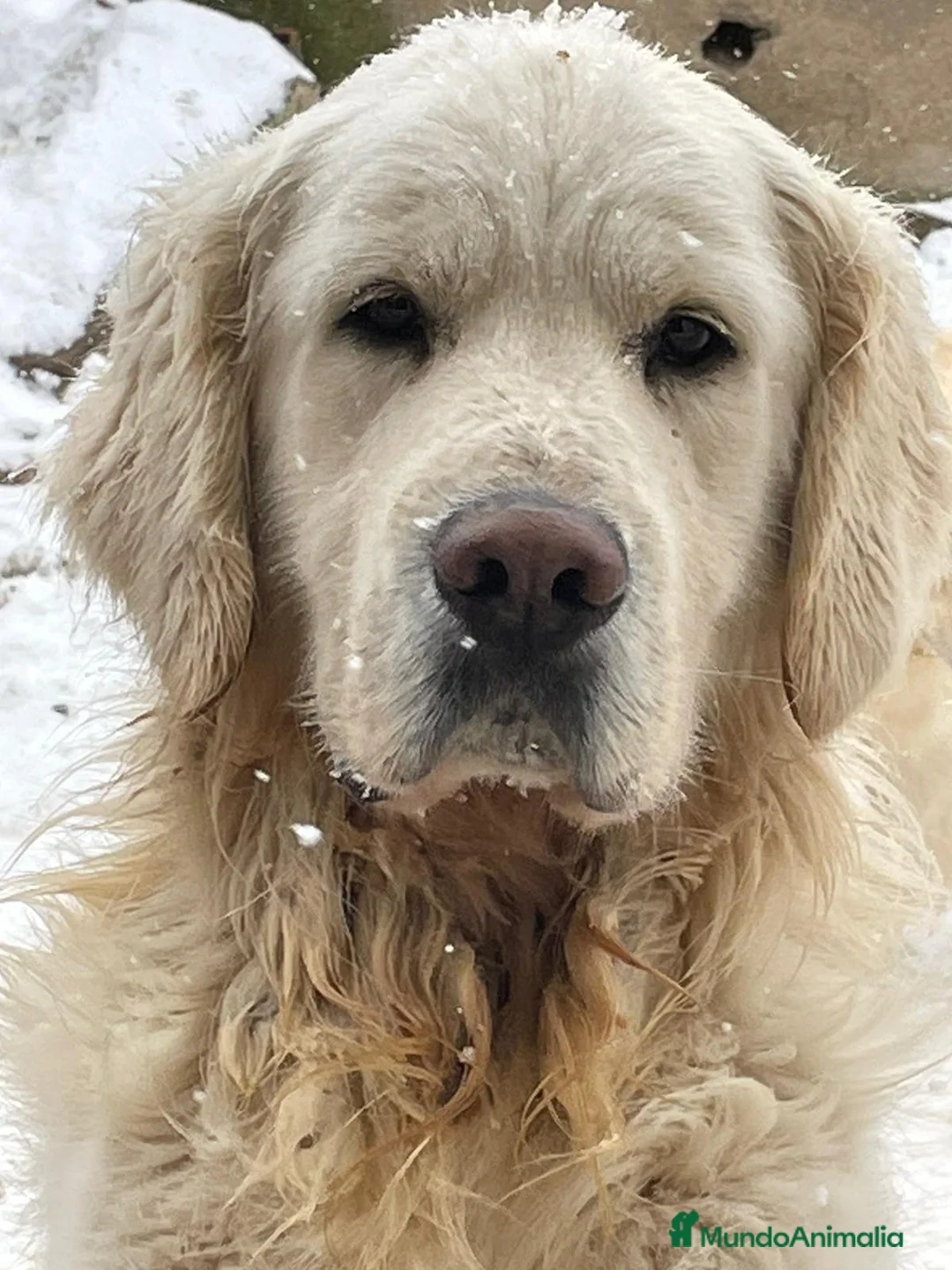 Golden Retriever perros en venta: Golden Retriever - Anuncio 5