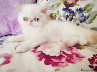 Himalayo gatos Espectacular macho Himalayo en Madrid - Anuncio 38