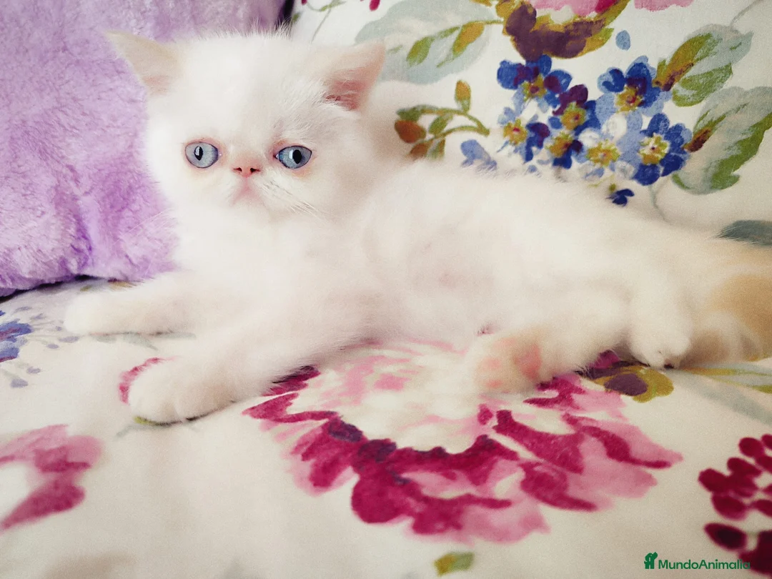 Himalayo gatos en venta: Espectacular macho Himalayo en Madrid - Anuncio 1