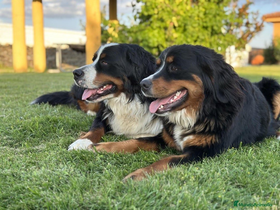 Boyero de Berna perros en venta: Boyero de Berna hembra  - Imagen 4