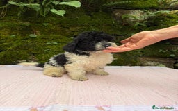 Caniche Toy perros en venta: Cachorros caniche toy  - Anuncio 2