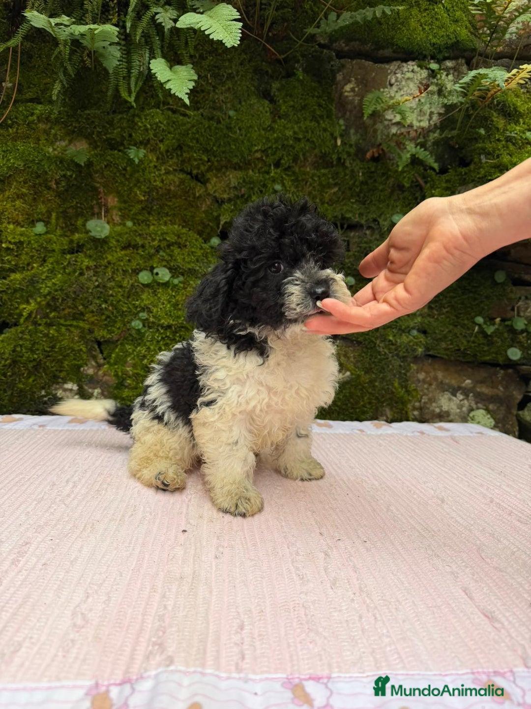 Caniche Toy perros en venta: Cachorros caniche toy  - Anuncio 2