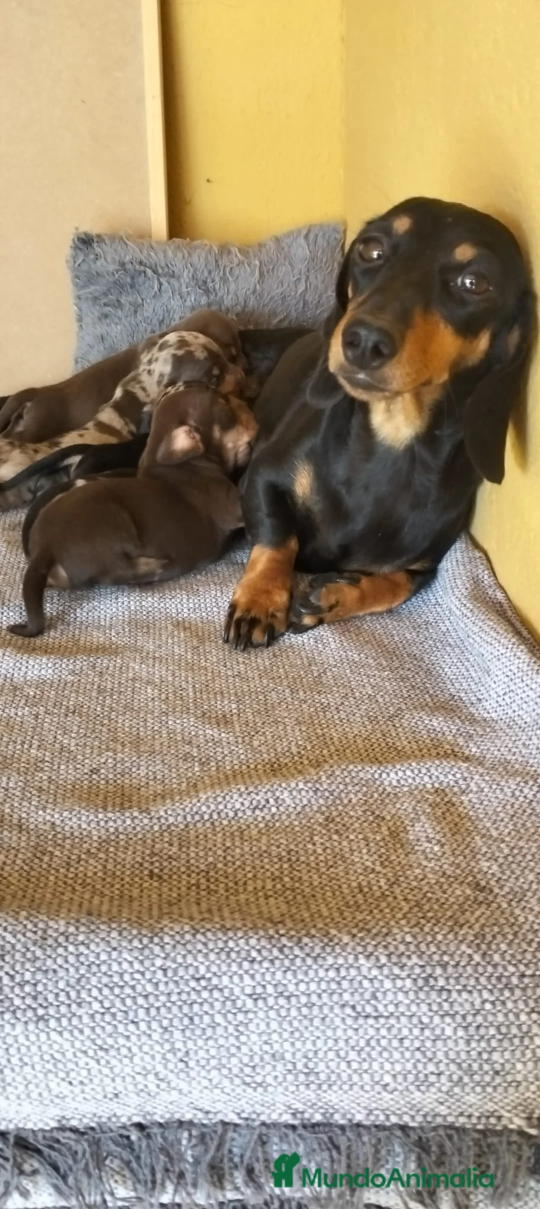 Teckel Miniatura perros en venta: Teckel miniatura - Anuncio 7