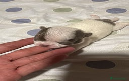 Chihuahua perros en venta: Chihuahua toy rusos - Imagen 1
