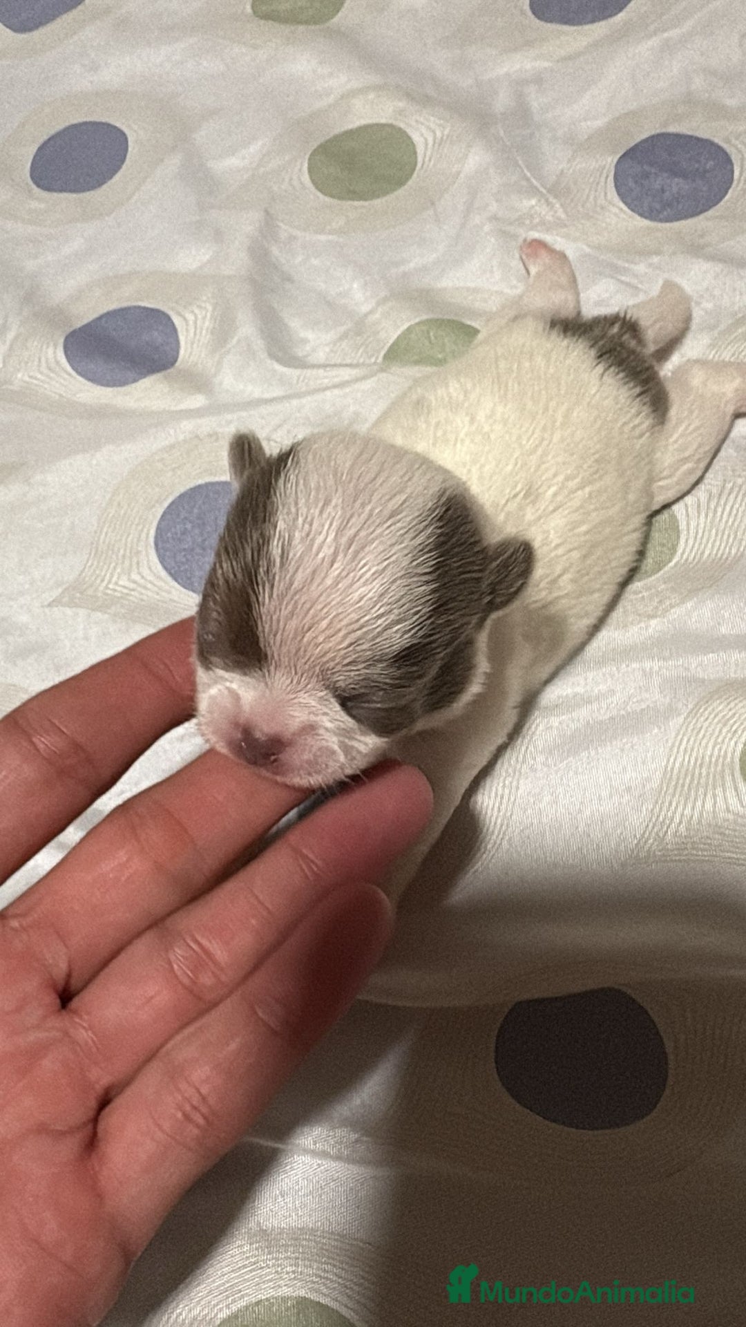 Chihuahua perros en venta: Chihuahua toy rusos - Imagen 1