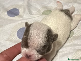 Chihuahua perros - Anuncio 1