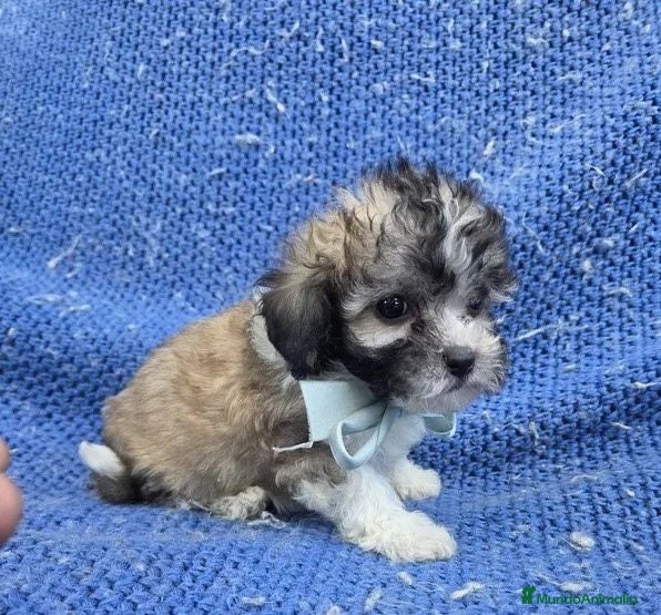 Yorkiepoo perros Machitos Yorkiepoo toy - Anuncio 2